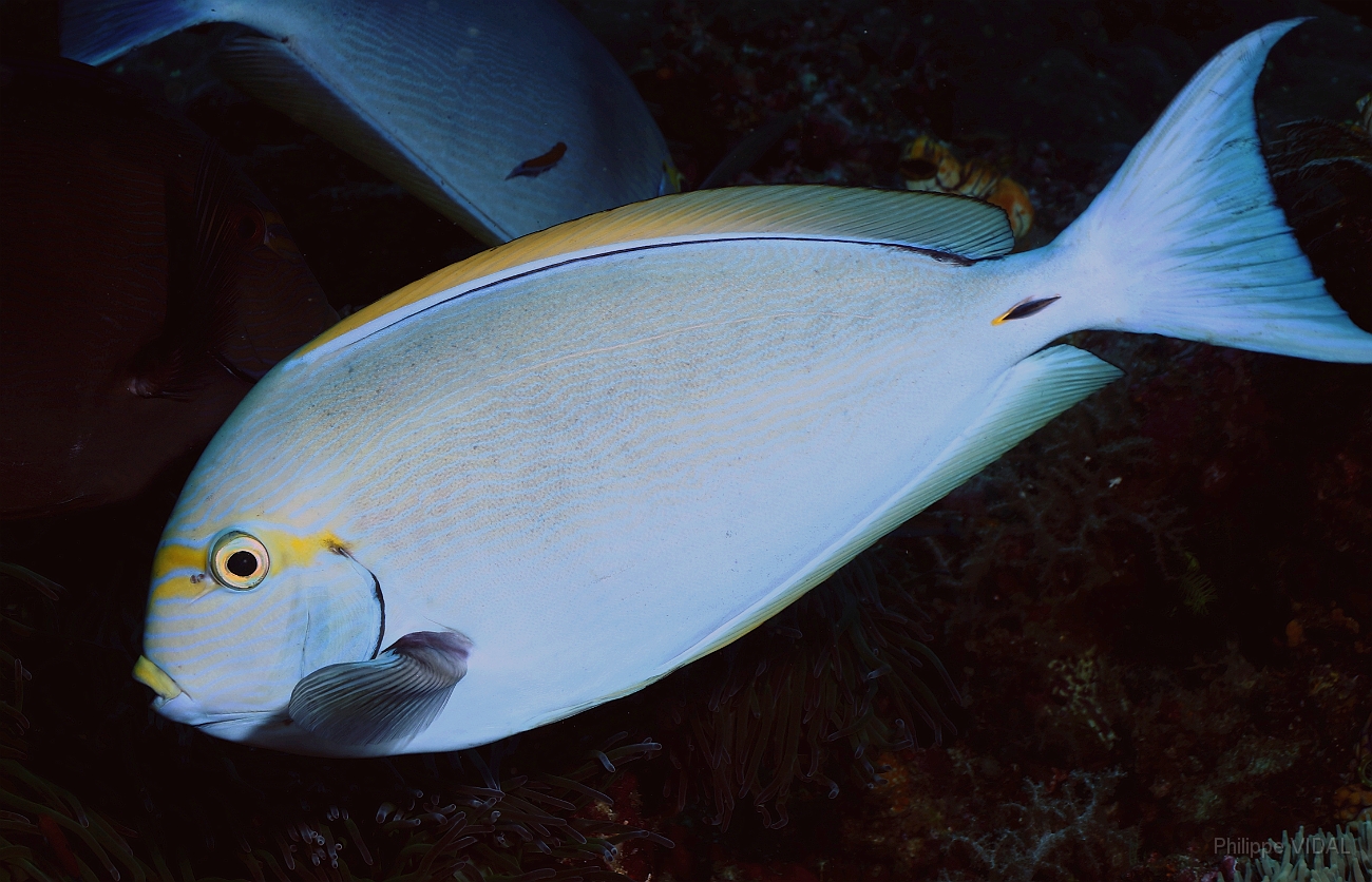 Raja Ampat 2016 - Acanthurus mata - Yellowmask surgeonfish - Chirurgien a queue blanche - IMG_5707_rc.jpg